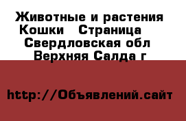 Животные и растения Кошки - Страница 3 . Свердловская обл.,Верхняя Салда г.